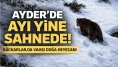 Ayder'de ayı yine sahnede! Kaçkarlar'da vahşi doğa heyecanı