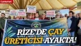 Çay üreticisi Fındıklı'da isyan etti: "35 liralık fiyat maliyeti bile karşılamıyor"