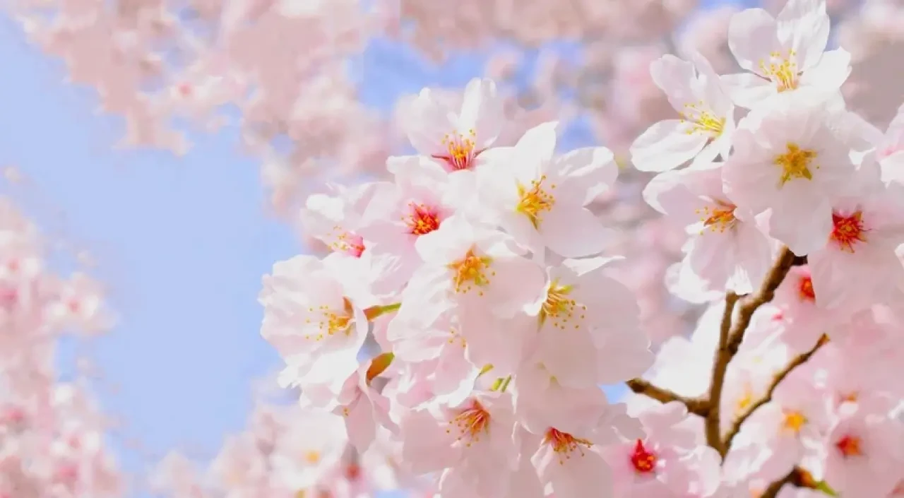 Rizeliler Dikkat! 2026 Cemre Düşme Tarihleri Açıklandı 5