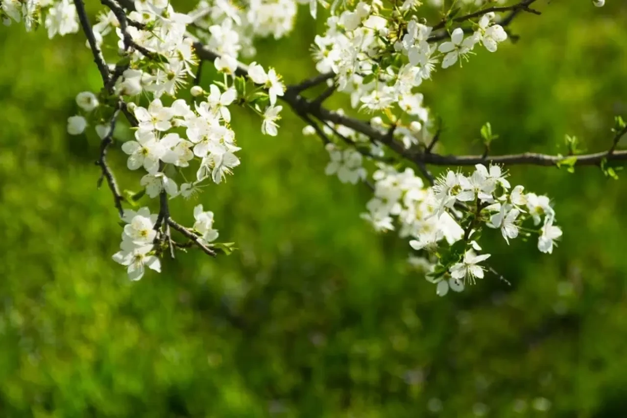 Rizeliler Dikkat! 2026 Cemre Düşme Tarihleri Açıklandı 6