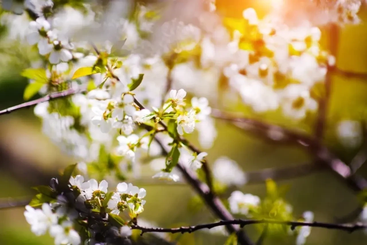 Rizeliler Dikkat! 2026 Cemre Düşme Tarihleri Açıklandı 2