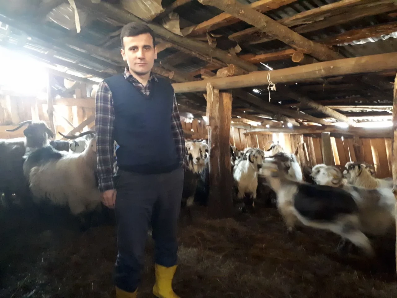 Trabzon'da Hayvan Sağlığı İçin Kimliklendirme ve Sağlık Taramaları Sürüyor
