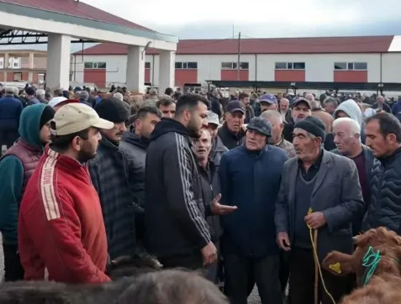 Bayburt'taki Canlı Hayvan Pazarı, 2025'teki kapanmanın ardından yeniden açıldı!