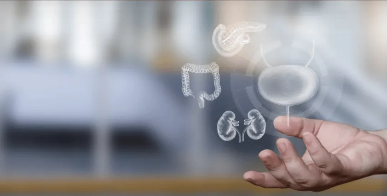 Otofaji Nedir? Otofaji Nasıl Tetiklenir?