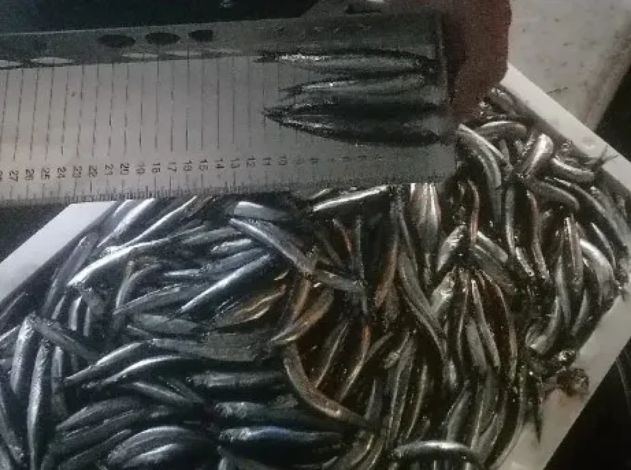 Trabzon'da hamsi avcılığı denetimleri sıkı şekilde sürdürülüyor