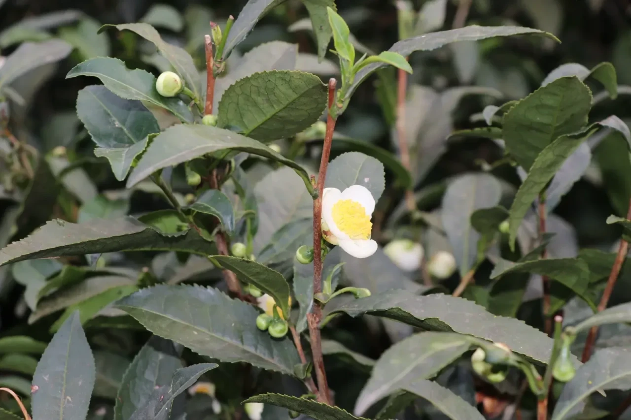 Türk Çayına Yeni Tat: ÇAYMER’in Çiçek Çayı İlgi Görüyor