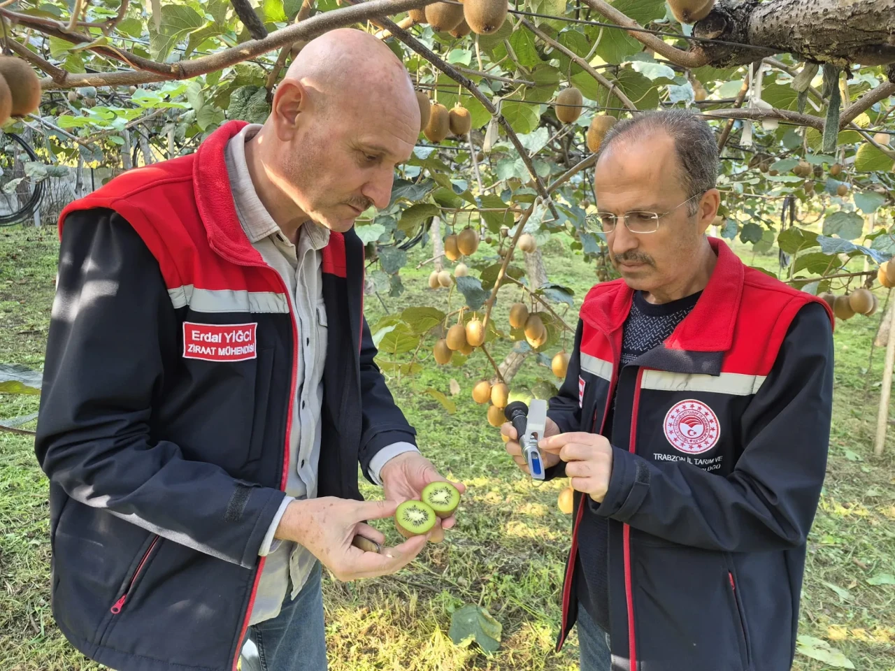 Trabzon'da Kivi Hasadı Başlıyor, Üreticilere Bereketli Dönem Müjdesi