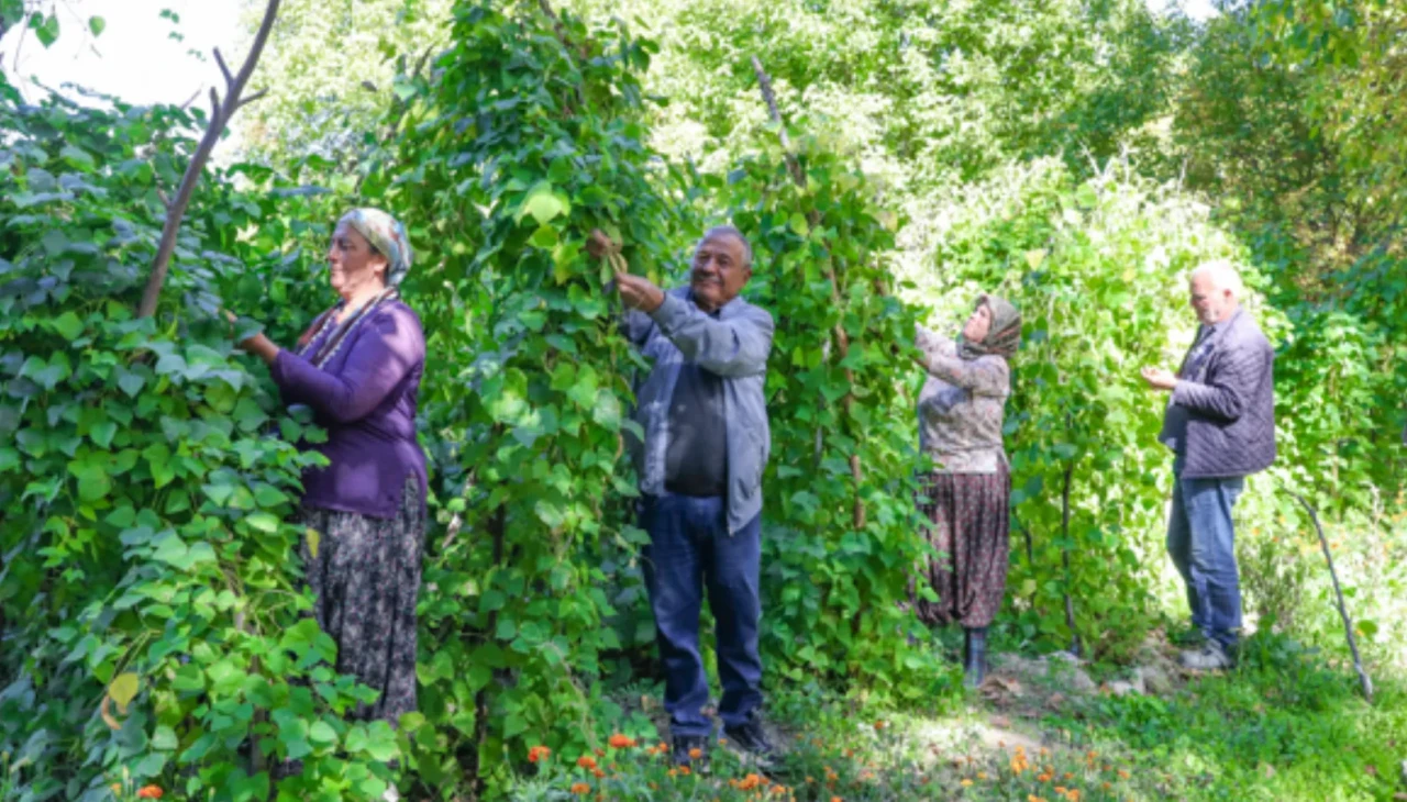 Mersin'den 'Leklek Fasulyesi' tohumuyla yerel tarıma destek: Hasat zamanı!