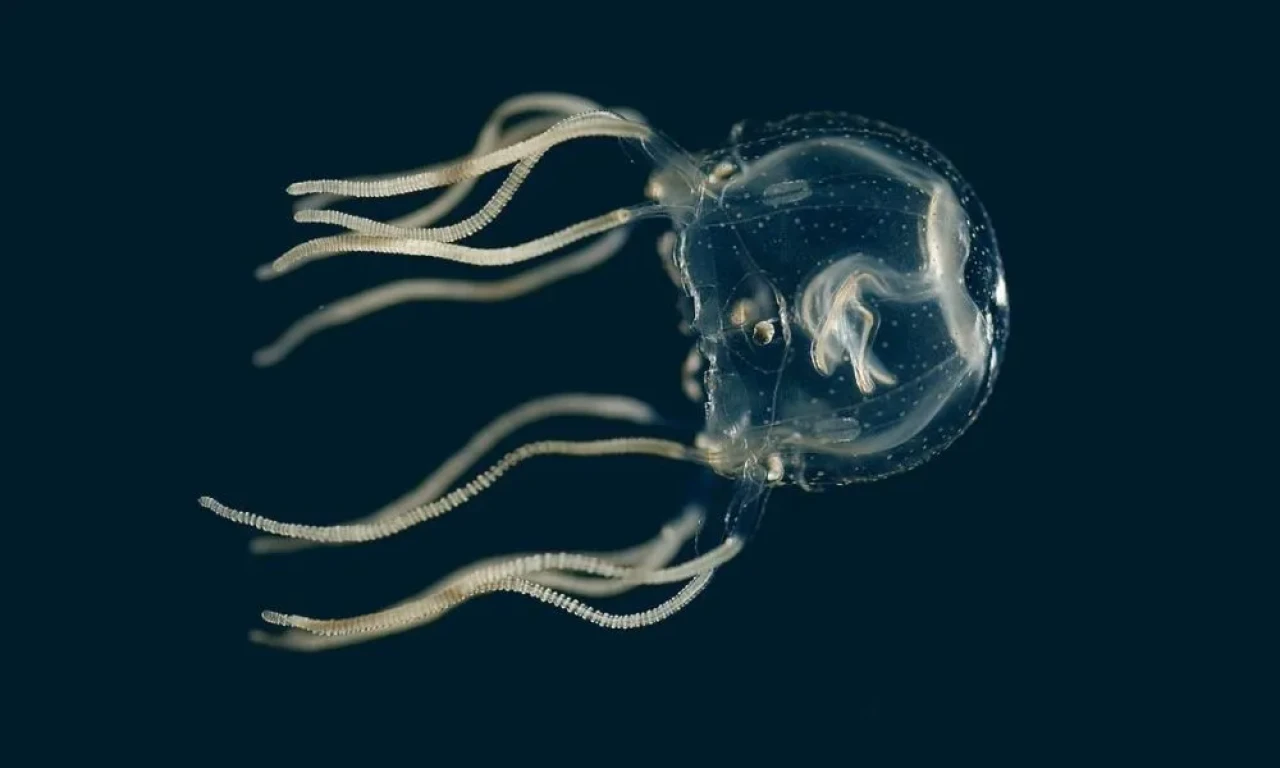 Denizanası Hakkında Bilinmeyen 10 Dikkat Çekici Bilgi