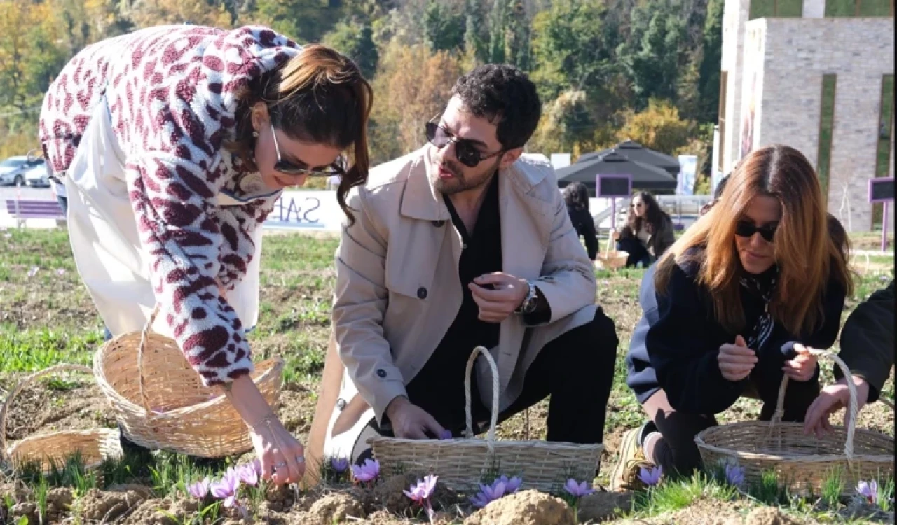 Emine Erdoğan'ın himayesinde Safranbolu'da imece usulü safran hasadı yapıldı!