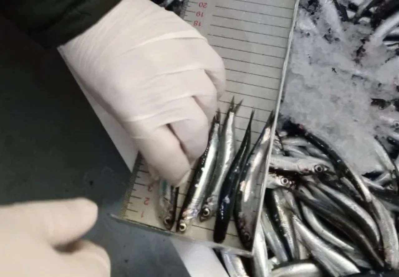 Trabzon'da Hamsi Kontrolleri Sıkılaştırıldı, Yasal Sınırlar Aşılmadı