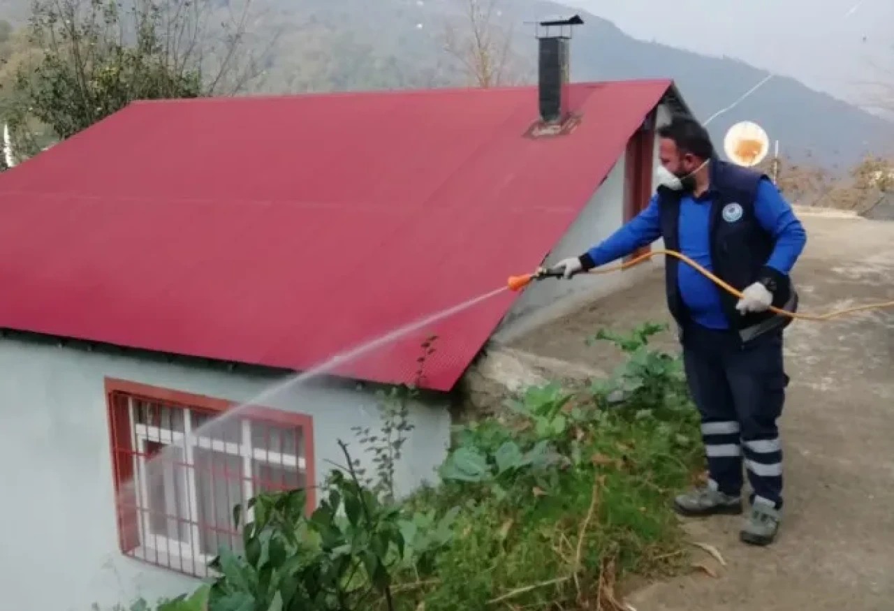 Trabzon'da kahverengi kokarca zararlısına karşı ilaçlama çalışmaları devam ediyor