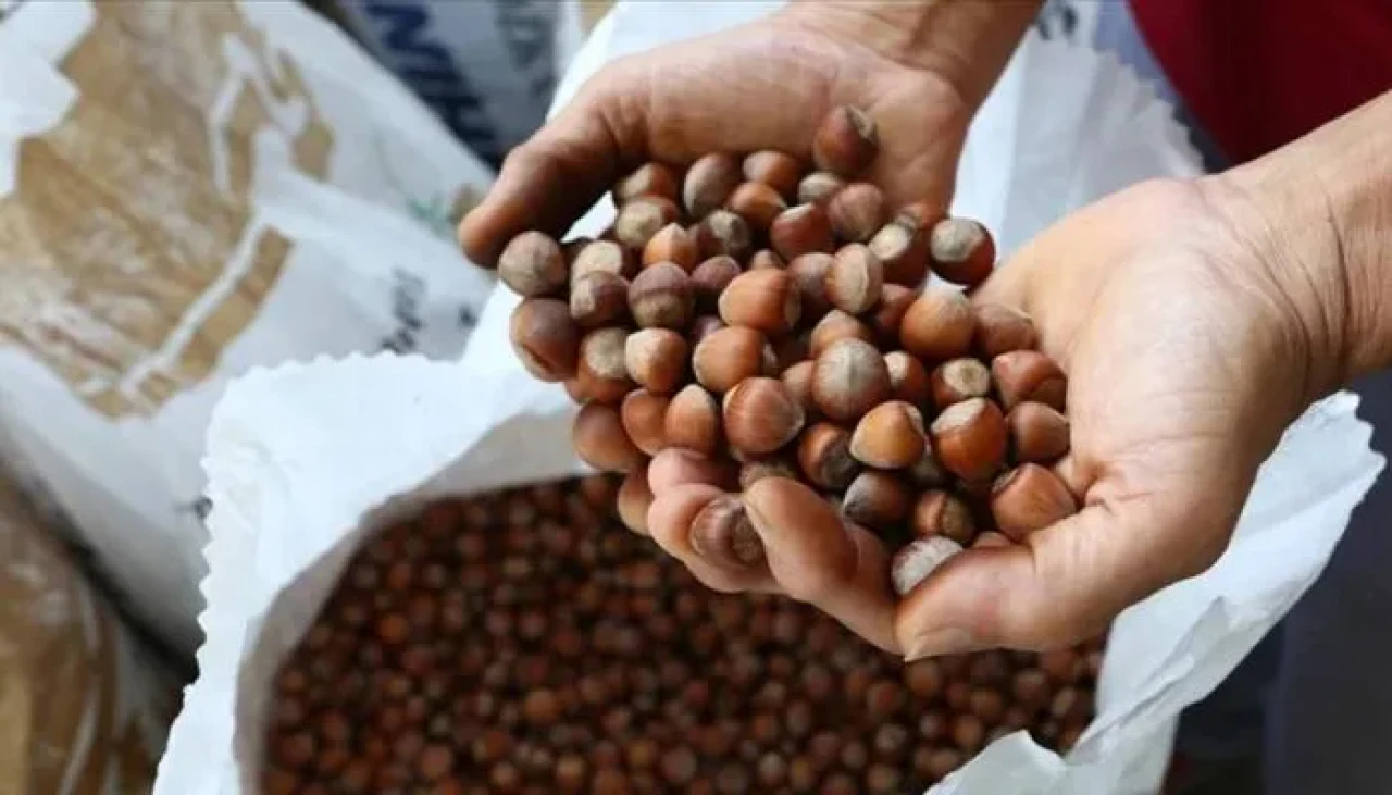 Nutella Türkiye'den fındık almayacak