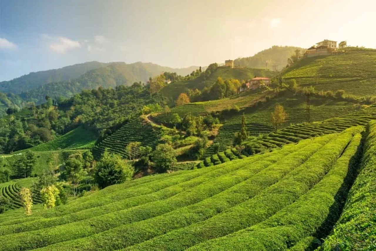 Rize’nin En Meşhur 18 Yemeği