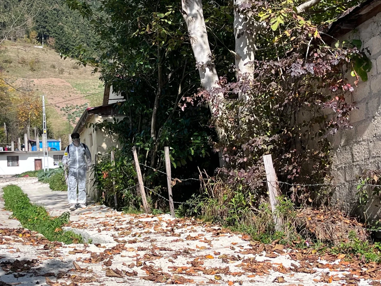 Düzköy'de Kahverengi Kokarca İçin Kış Mücadelesi Devam Ediyor