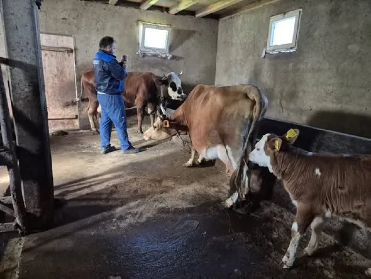 Trabzon'da Şap Aşılama Kampanyası Devam Ediyor, Çiftçilere Destek Çağrısı Yapıldı