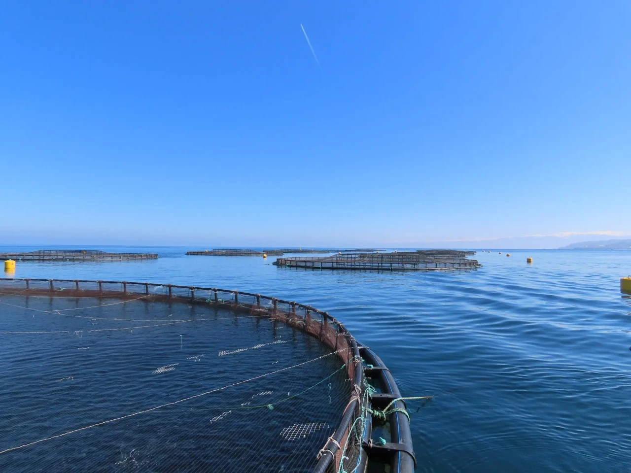 Trabzon'da 2025 su ürünleri destekleme başvuruları başladı, son tarih 19 Aralık 2025!