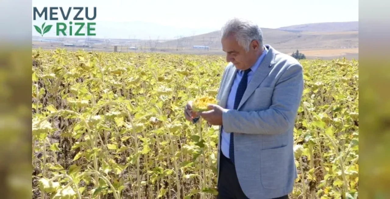 2050'de tarımda kayıplar: Buğday, Mısır ve Ayçiçeği üretimi düşecek!