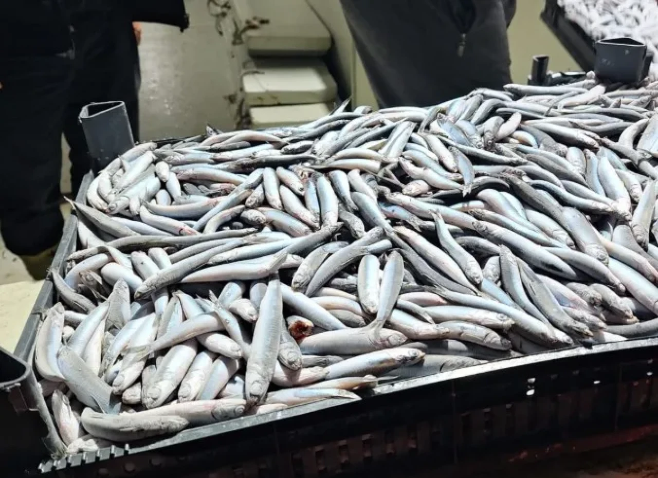 Trabzon'da Su Ürünleri Denetimleri Hız Kazandı: Sürdürülebilir Balıkçılık İçin Kontroller Devam Ediyor