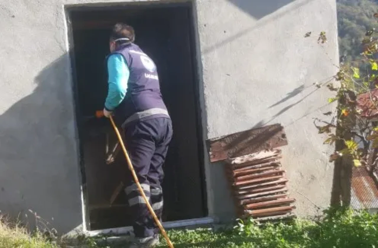 Beşikdüzü'nde kahverengi kokarca zararlısı için ilaçlama seferberliği sürüyor