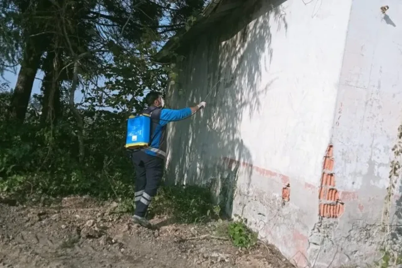 Arsin Işıklı Mahallesi’nde Kahverengi Kokarca Mücadelesi Sürüyor