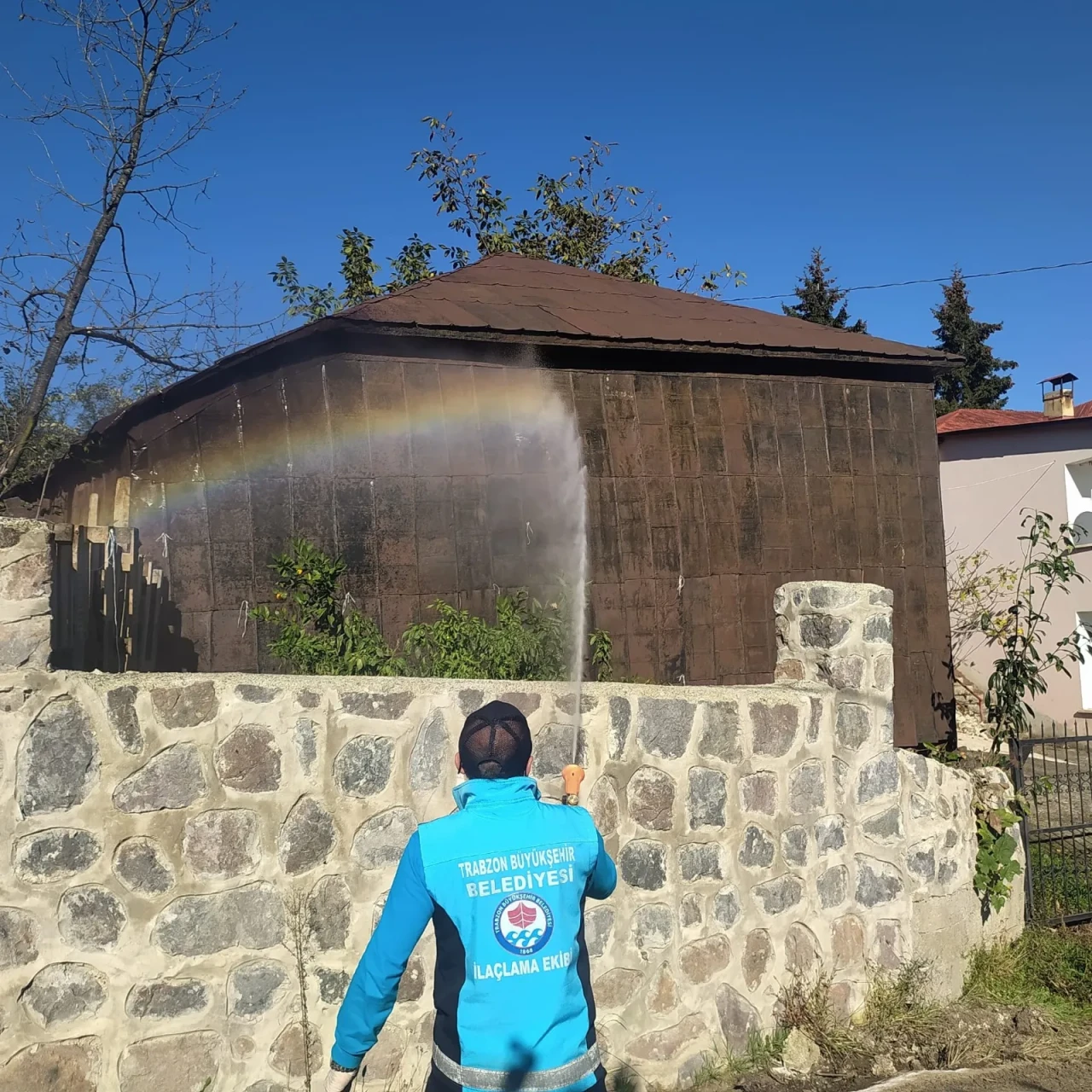 Trabzon'da Kahverengi Kokarca ile Mücadele İçin Kışlak İlaçlama Başladı