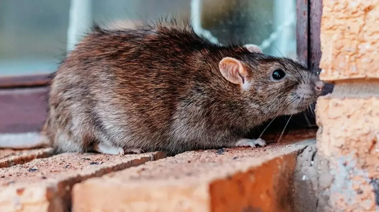 Evdeki Artıkları Atın! Fareler İçin Cazibe Kaynağı Olmuş!