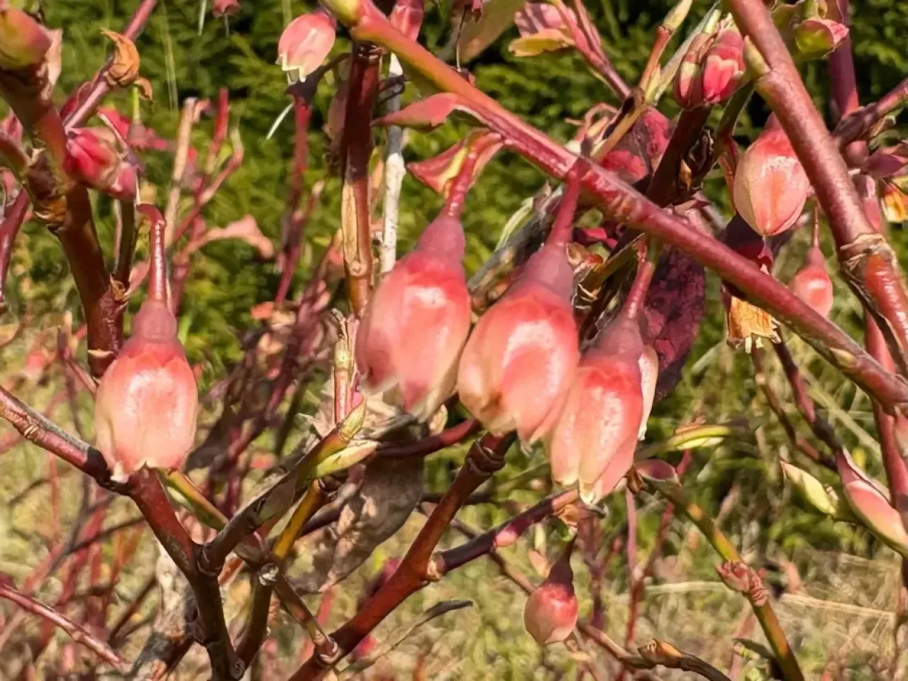 İKLİM DEĞİŞİKLİĞİ LİKAPAYI DA ŞAŞIRTTI