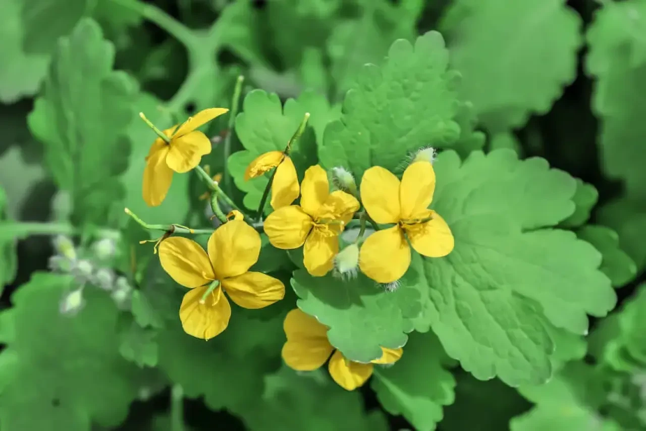 Kırlangıç Otu Nedir, Faydaları Nelerdir?