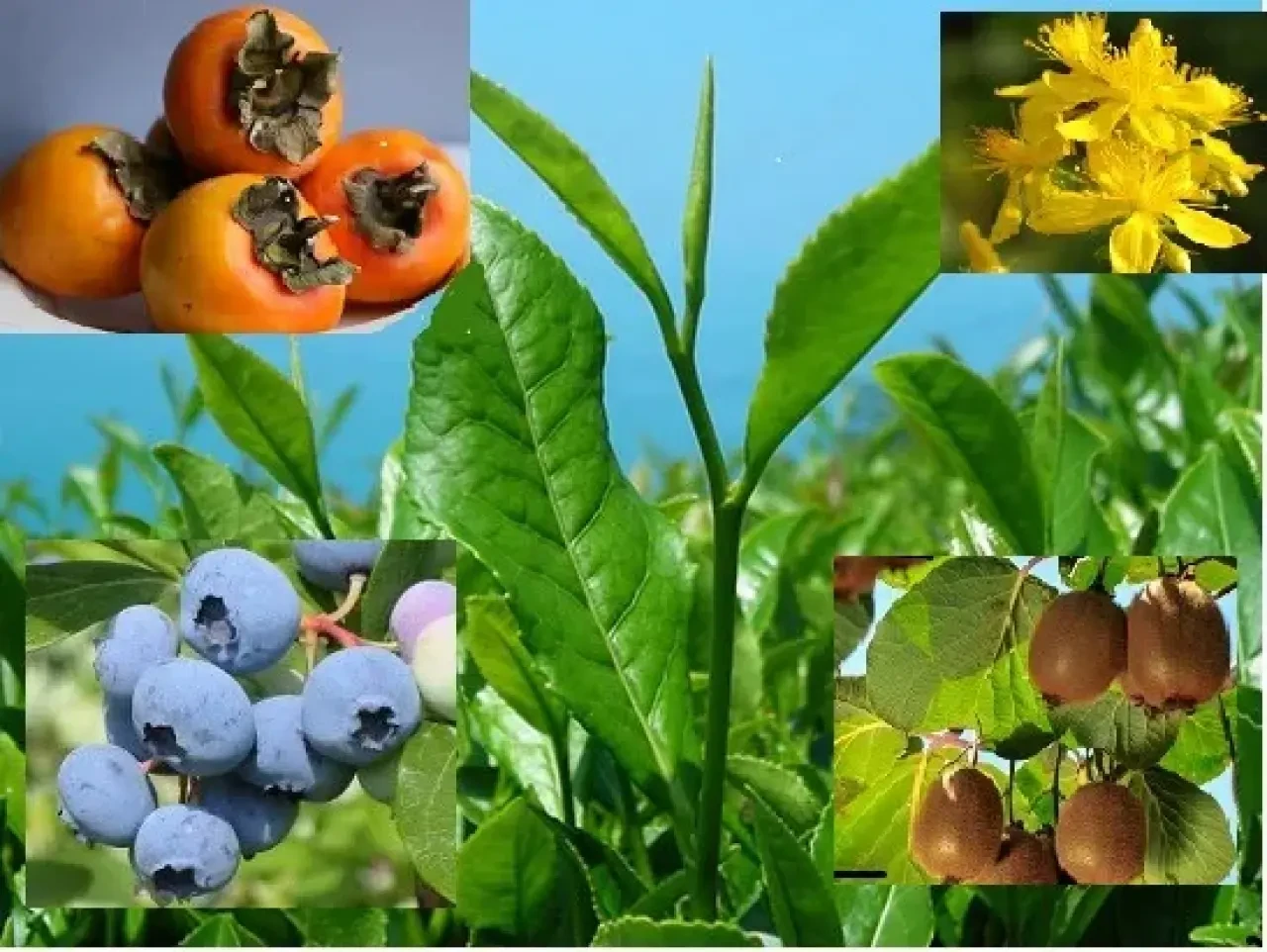 RİZE'NİN DOĞASI ŞİFA SAÇIYOR