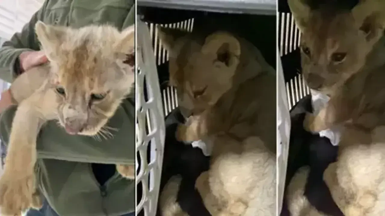 Tuzla’da yakalanan aslan yavrusu olayı nedir?