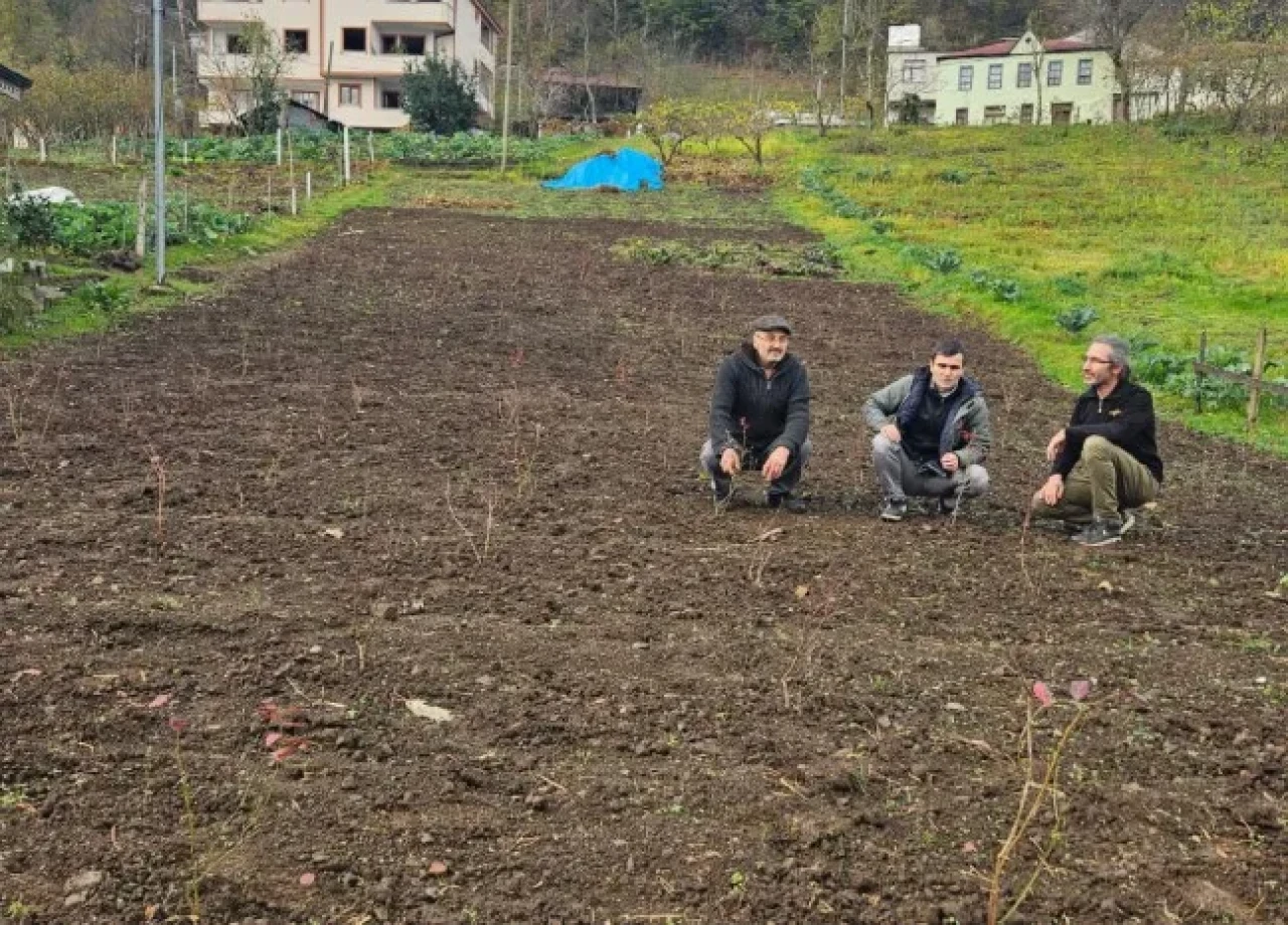 Şalpazarı’nda Maviyemiş Üretimi Destekli Bahçelerde İnceleme