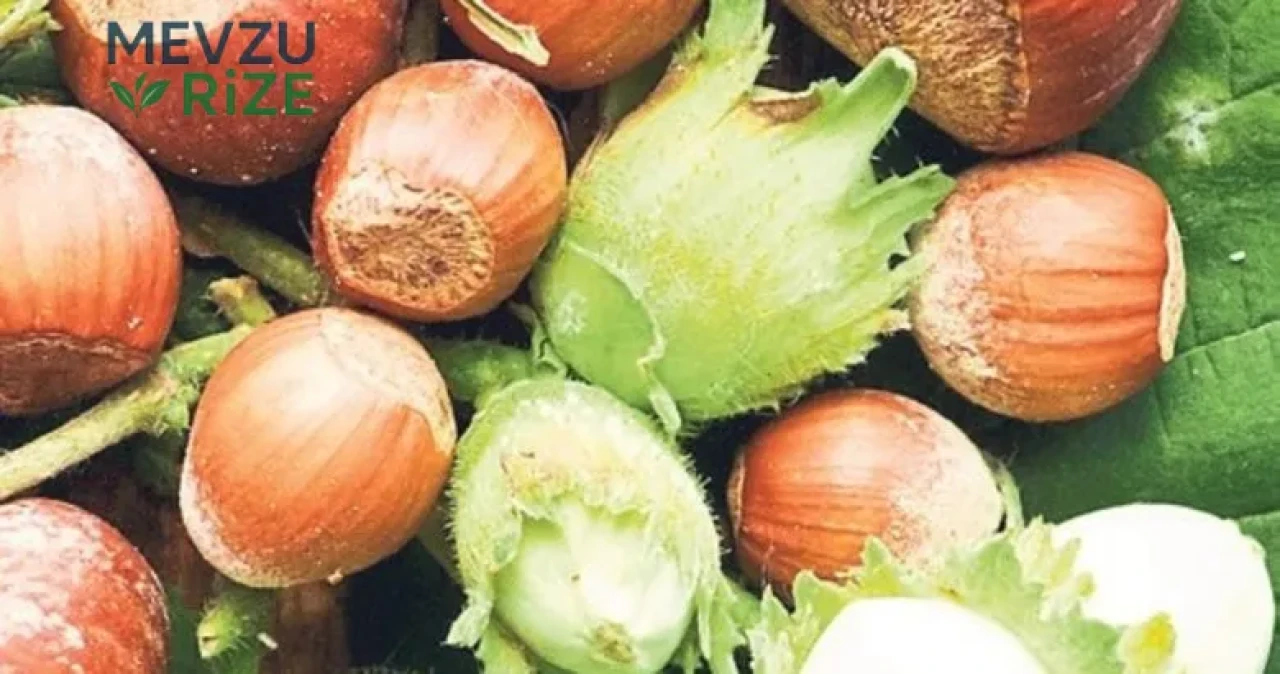 Fındık ihracatında 547 milyon dolarlık gelir