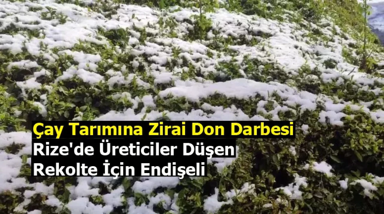 Çay Tarımına Zirai Don Darbesi: Rize'de Üreticiler Düşen Rekolte İçin Endişeli
