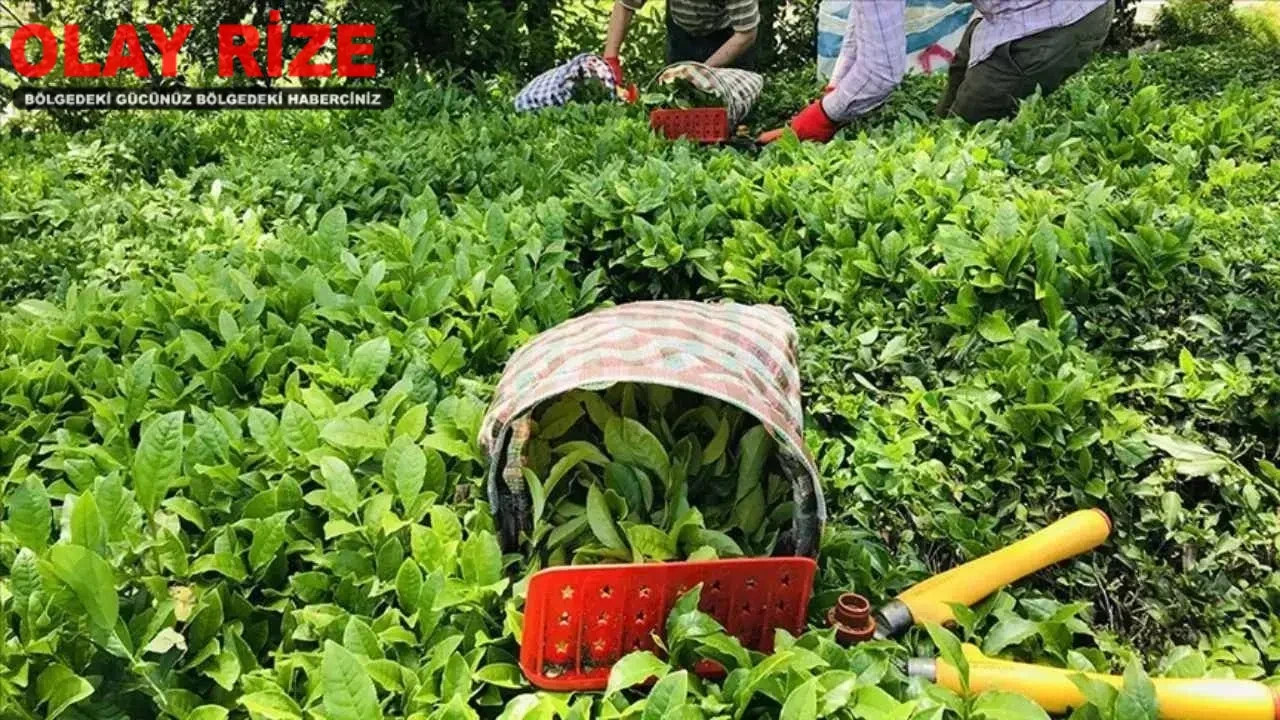 Çaykur 1500 işçi alımı başvurusu ertelendi
