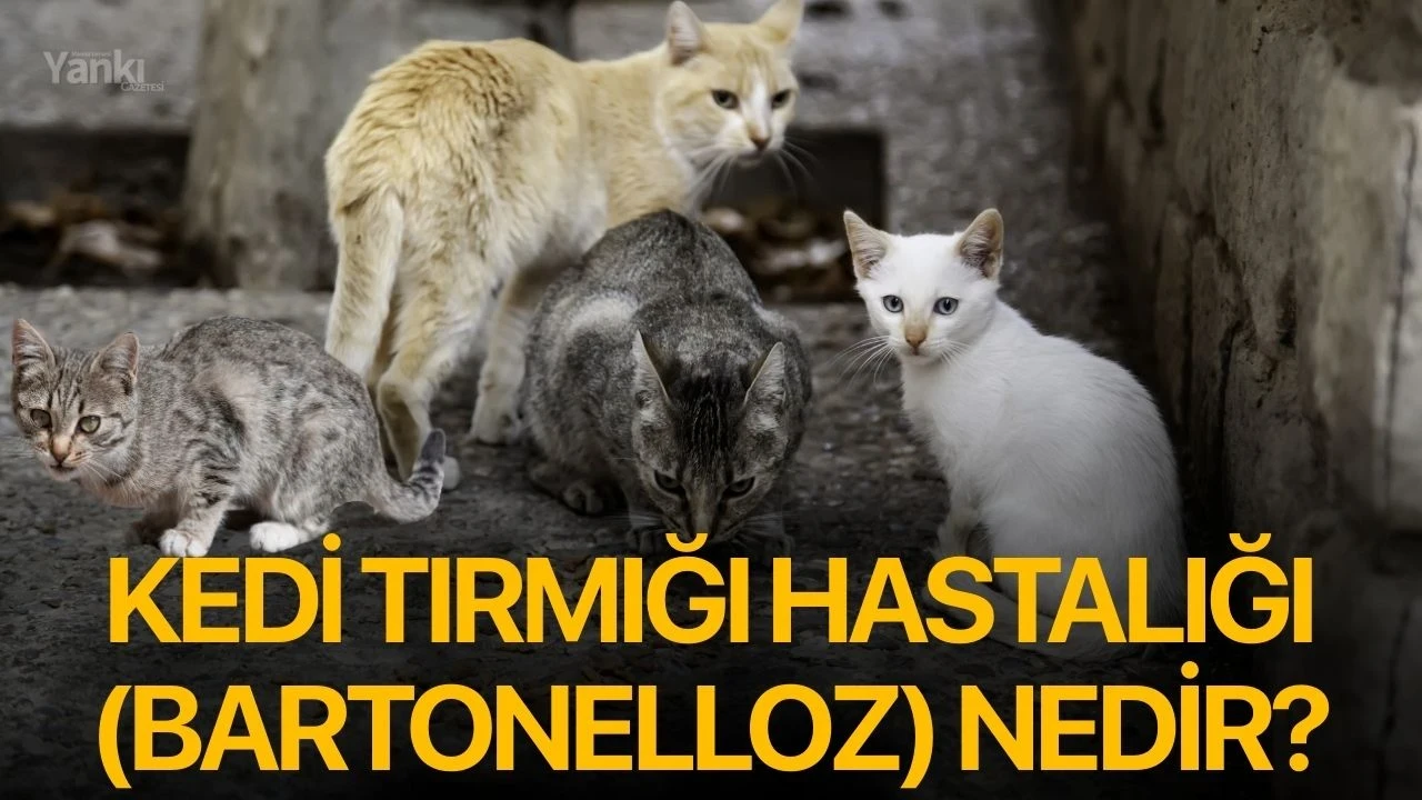 Kedi Tırmığı Hastalığı (Bartonelloz) Nedir?