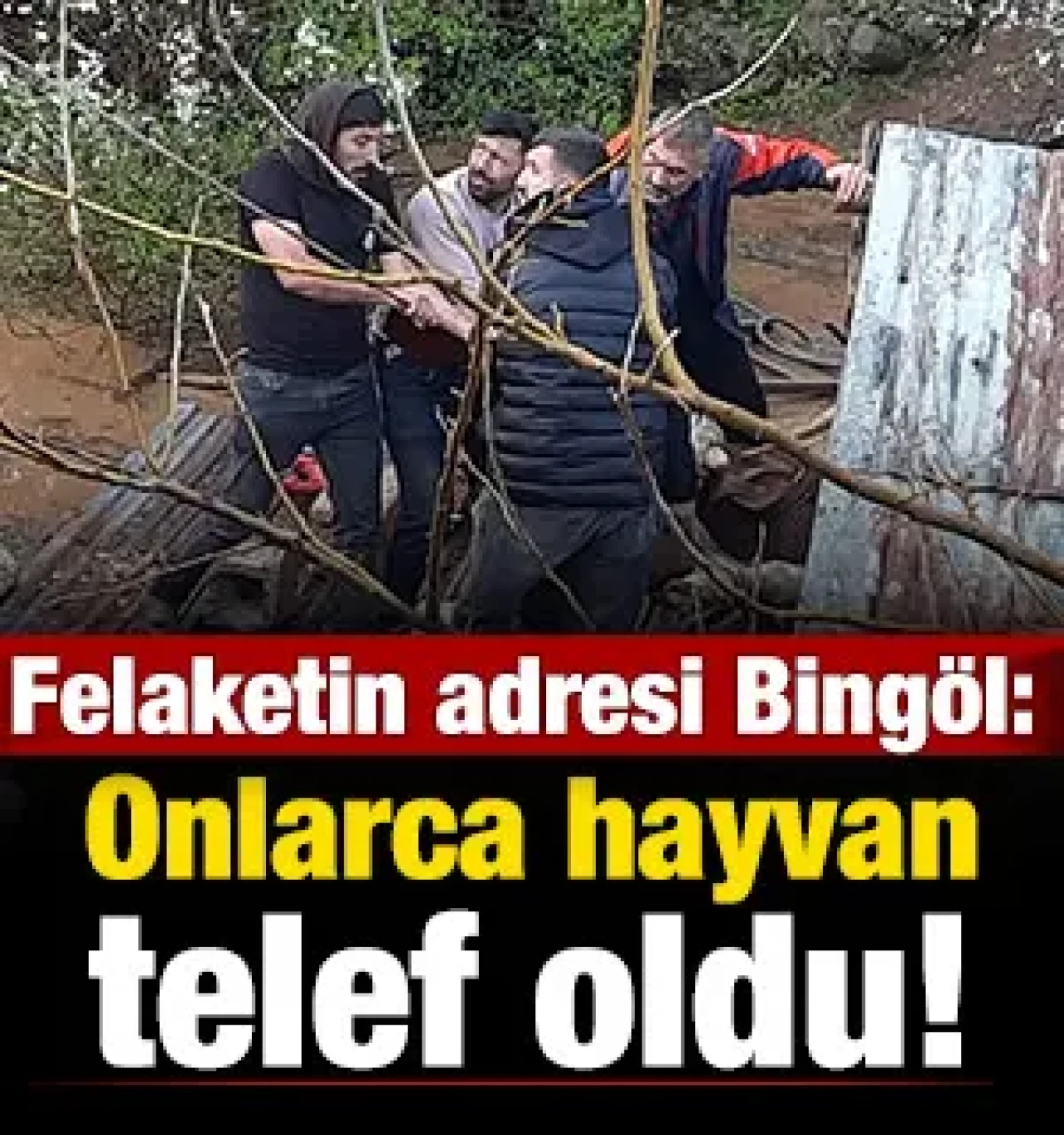 Felaketin adresi Bingöl: Onlarca hayvanı telef oldu!