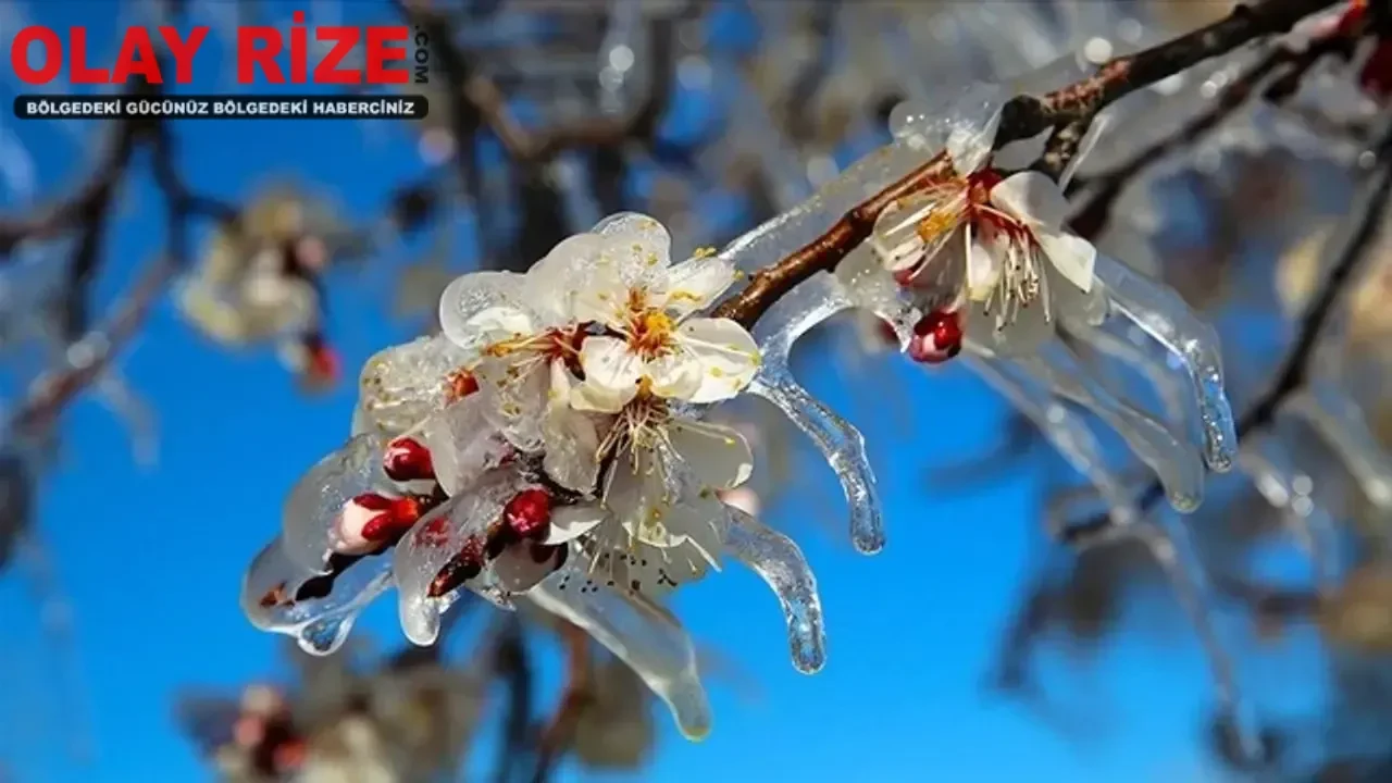 TARSİM'den zirai don açıklaması: En kısa sürede destek!