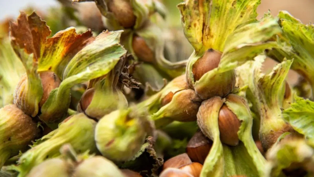 Fındık Nasıl Yetişir? Türkiye'de Nerede En İyi Şekilde Yetişir?