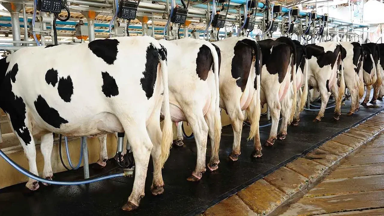 Süt krizi derinleşiyor: Et ve Süt Kurumu'na bile zararına süt satılıyor!