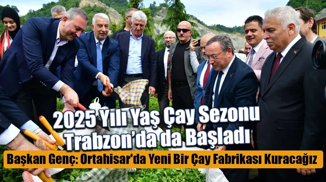 2025 Yılı Yaş Çay Sezonu Trabzon'da da Başladı