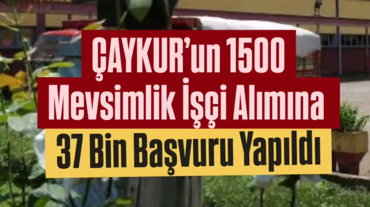 ÇAYKUR’un 1500 Mevsimlik İşçi Alımına 37 Bin Başvuru Yapıldı