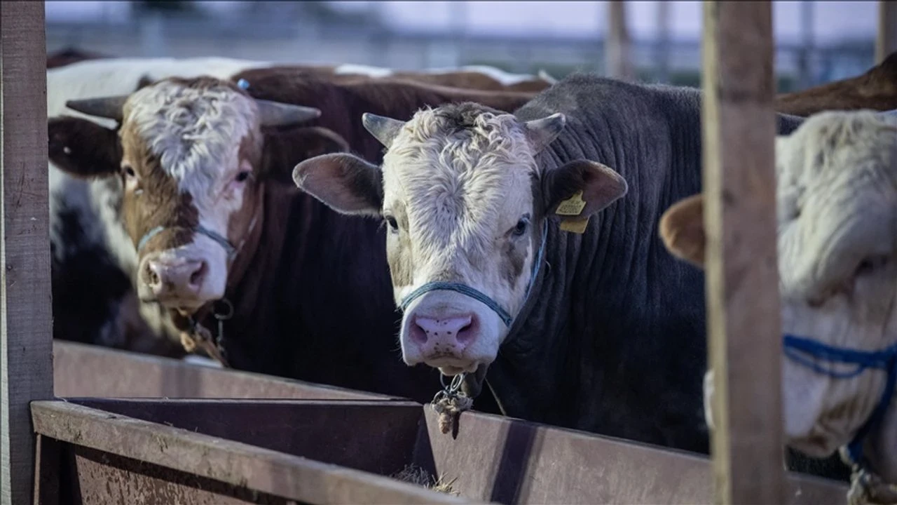 Kurbanlıklar satılmadı, ESK devreye giriyor! Bakan Yumaklı'dan önemli açıklama