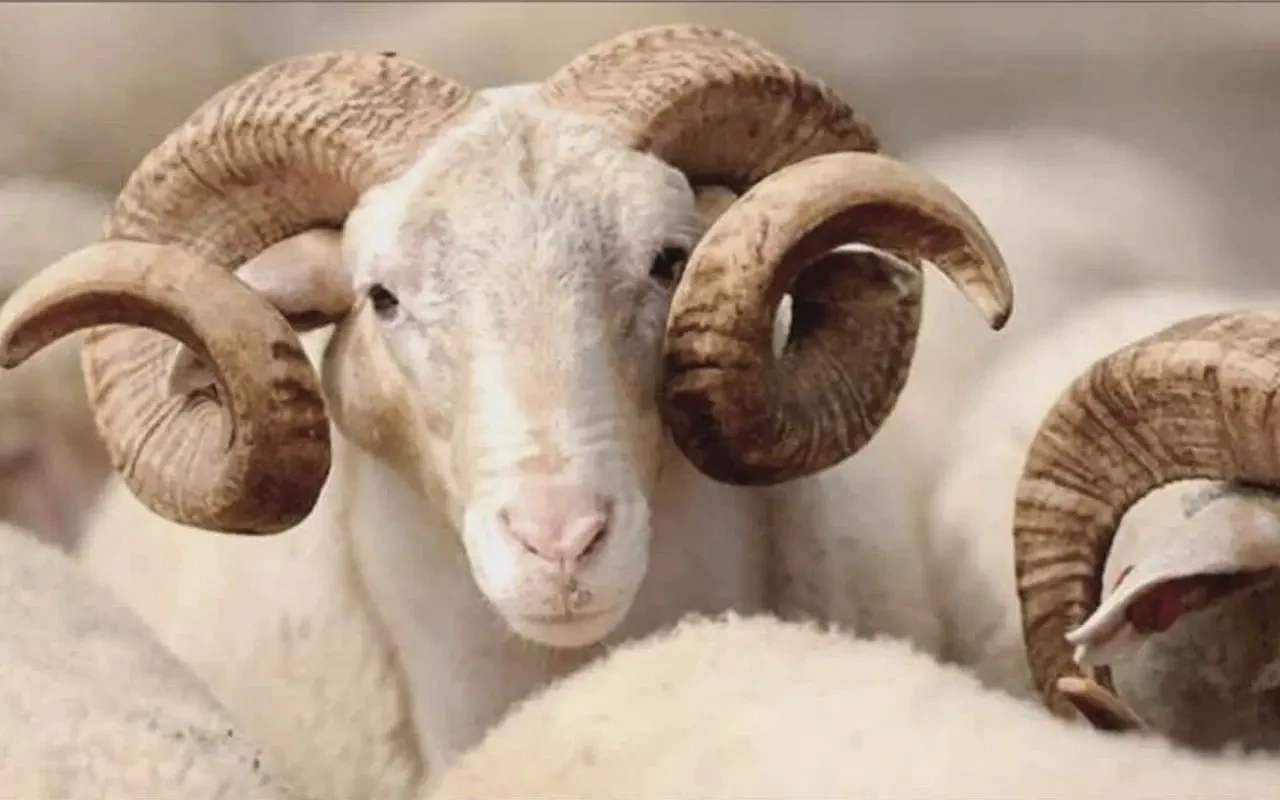 Kurban Bayramı öncesi pazarlar hareketli, Van'da uygun fiyatlar dikkat çekiyor!