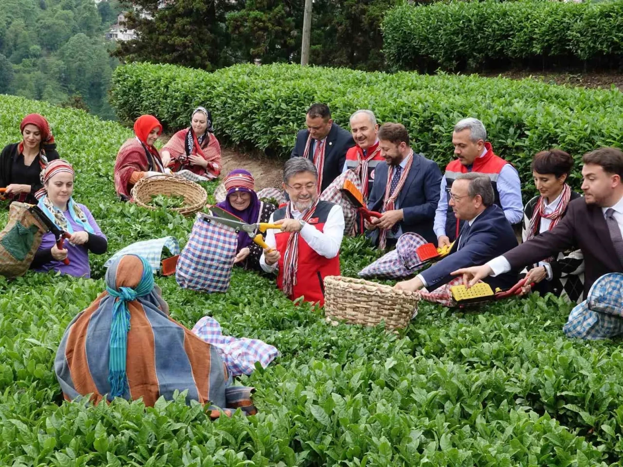Çay Hasadı Gecikti, Bakan Yumaklı: Meteorolojik Etkisi Korktuğumuz Kadar Olmadı