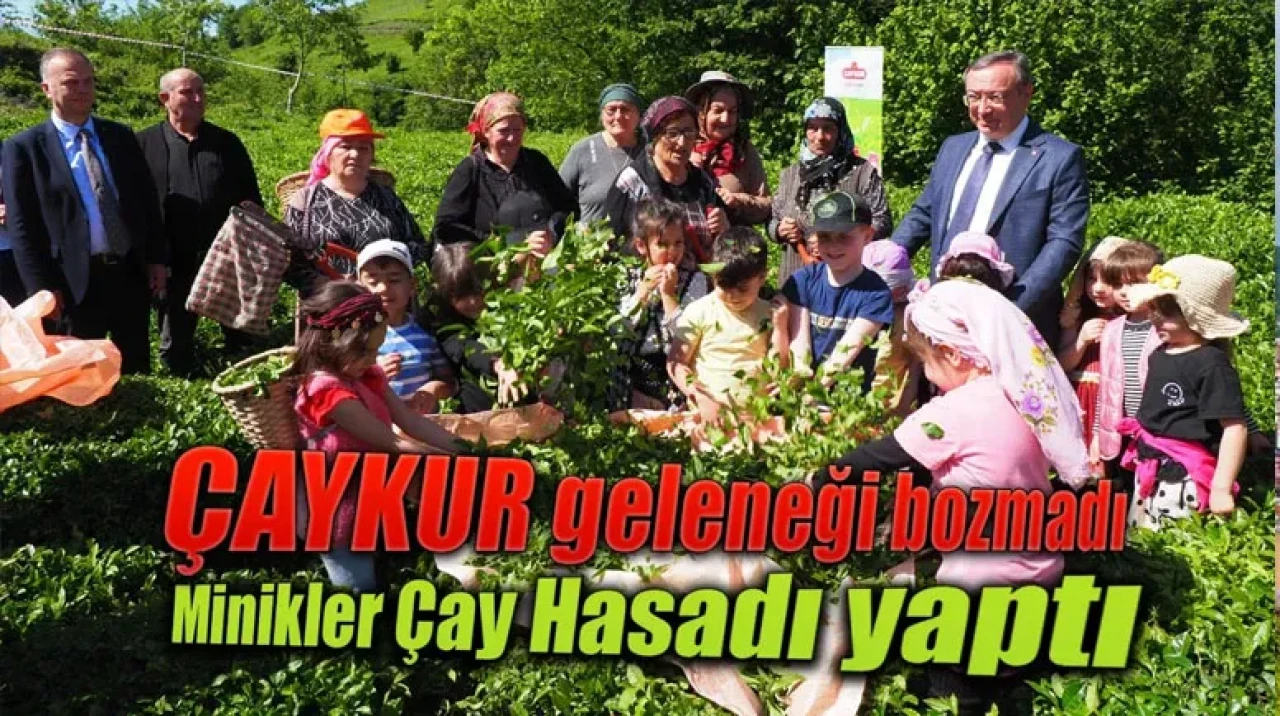ÇAYKUR geleneği bozmadı Minikler Çay Hasadı yaptı