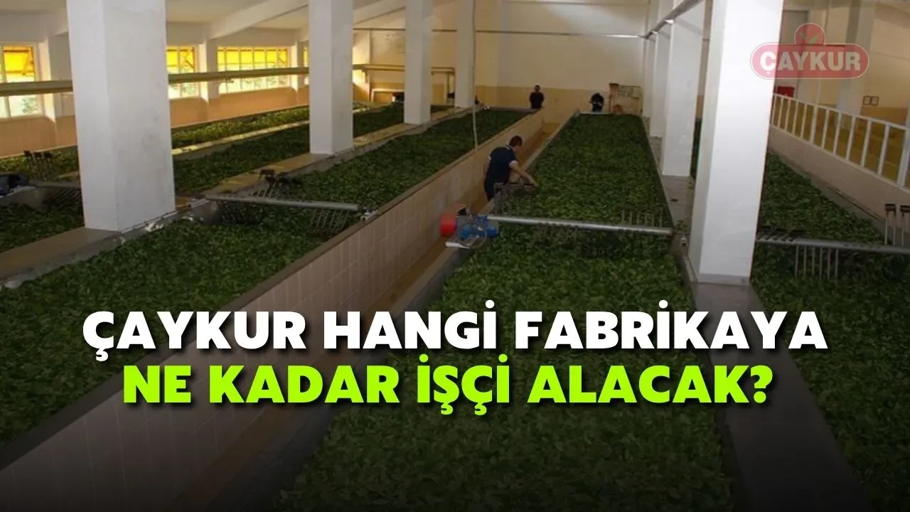 Merak Ediliyor: ÇAYKUR'da Hangi Fabrikaya Ne Kadar İşçi Alınacak?