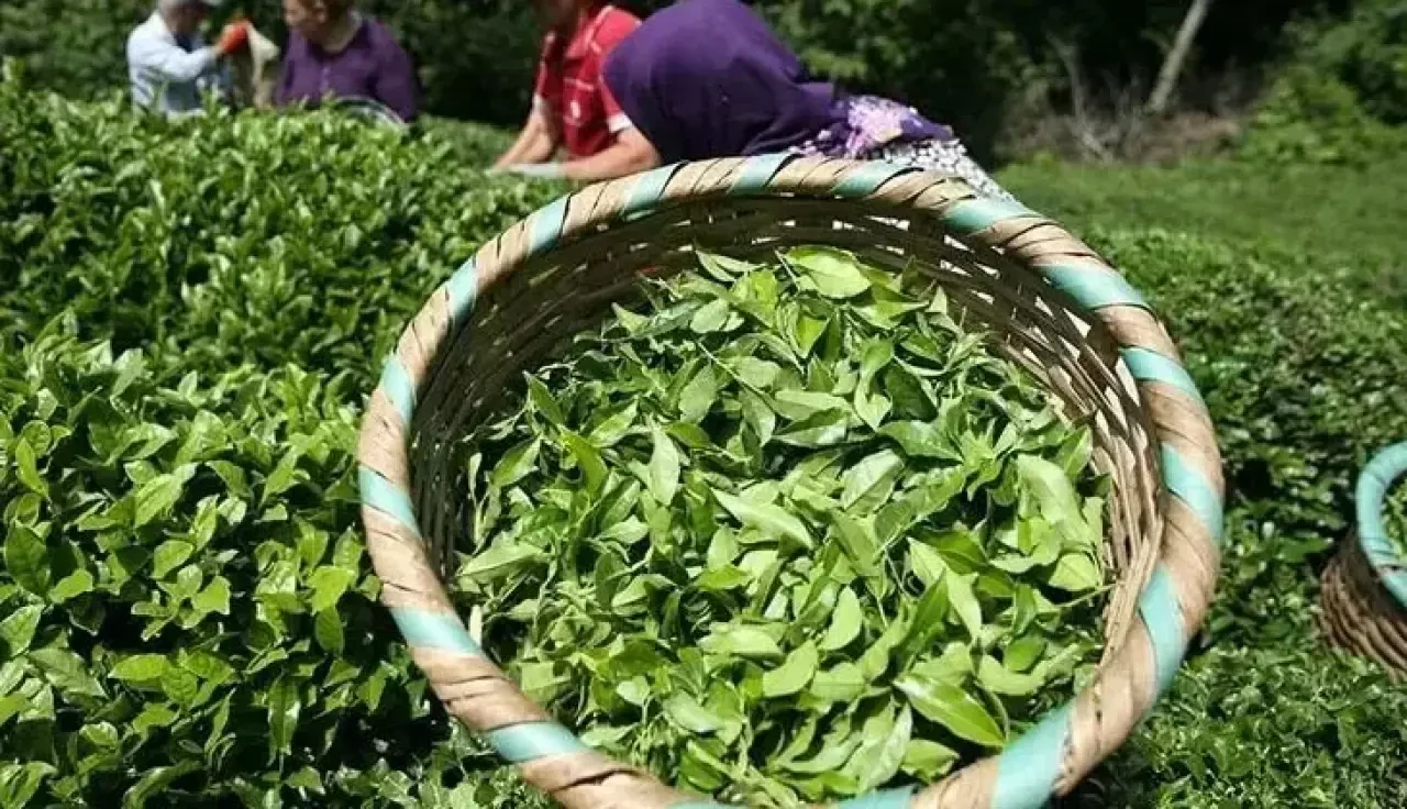 ÇAYKUR Kura Tarihi ve İsim Listesi 2025, İşçi Alımı Kura Tarihi ve Sonuç Sorgulama Ekranı