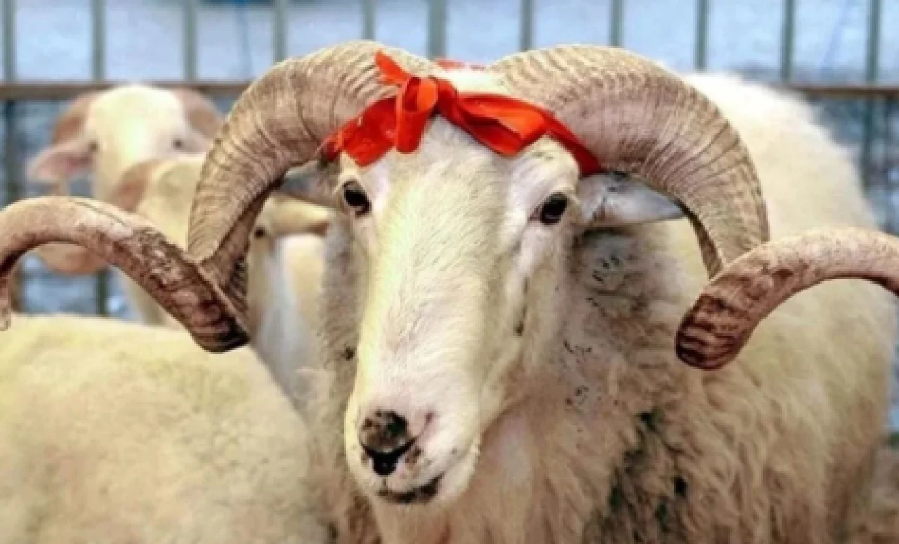 Kurban Bayramı tatili 4 gün: Vatandaşlar tatile çıkabiliyor mu?