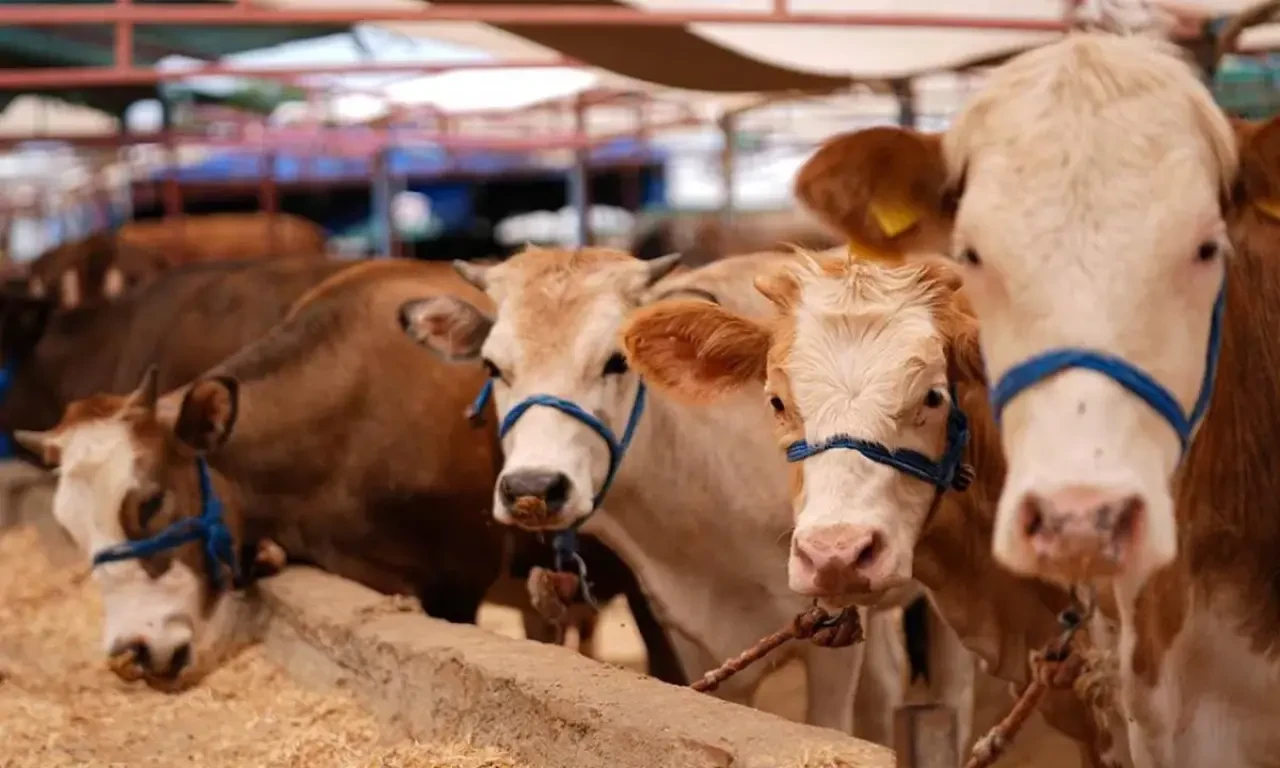 Pendik’te Kurbanlık Yerleri 2025 Nerede? Kurbanlık Satış Yeri Pendik Adresi